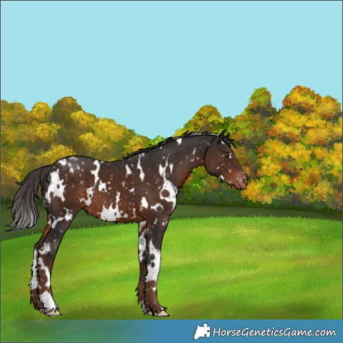 Horse Color:White Spotted Liver Chestnut Appaloosa 