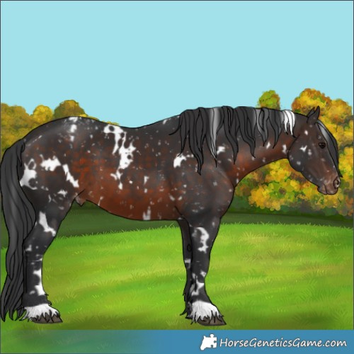 Horse Color:White Spotted Brown Appaloosa 