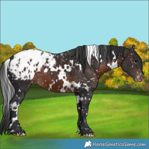 Horse Color:White Spotted Brown Appaloosa 