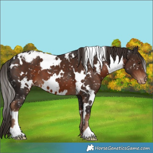 Horse Color:White Spotted Liver Chestnut Appaloosa 