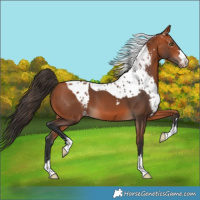 Horse Color:Bay Skewed LP Spotted 