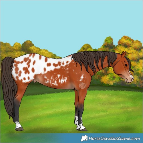 Horse Color:Bay Appaloosa 
