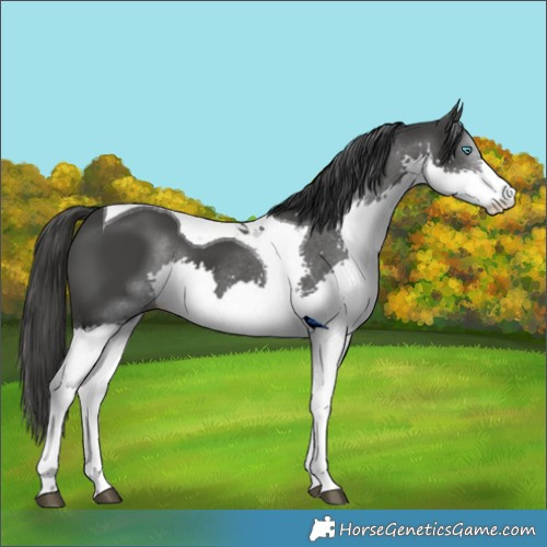 Horse Color:Black Splash Tobiano 