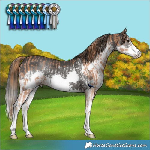Horse Color:Chestnut Sabino Frame and Black Splash