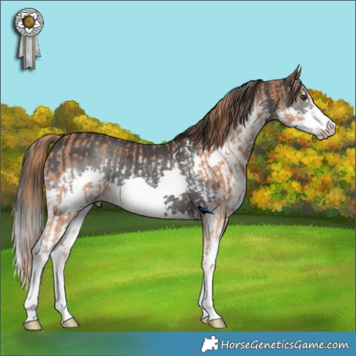 Horse Color:Chestnut Sabino Frame  and Black Splash 
