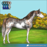 Horse Color:Chestnut Sabino Frame  and Black Splash 