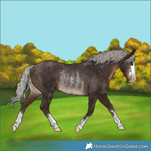 Horse Color:Silver Brown Rabicano 