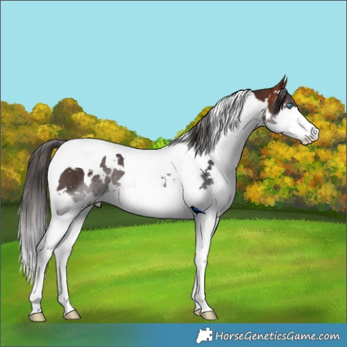 Horse Color:White Spotted Brown Splash Tobiano Rabicano 