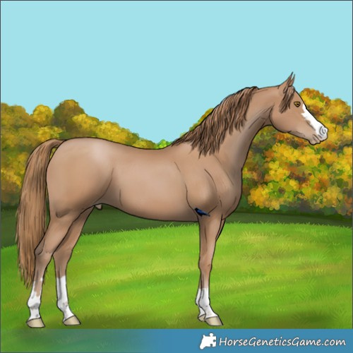 Horse Color:Black Pearl