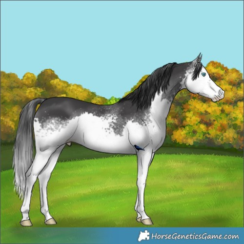 Horse Color:White Spotted Black Splash 