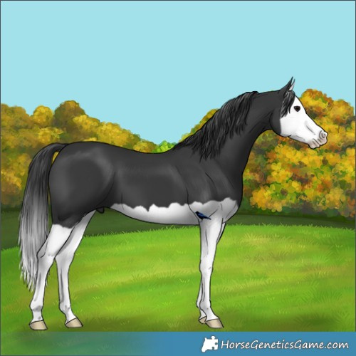 Horse Color:Black Splash
