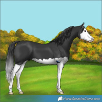 Horse Color:Black Splash