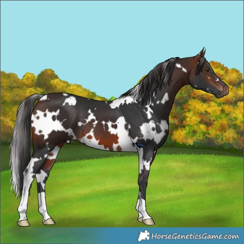 Horse Color:White Spotted Brown 