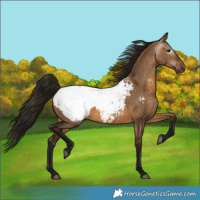 Horse Color:Gray Bay Dun Snowcap Rabicano