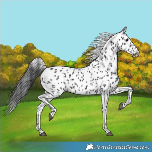 Horse Color:Black Appaloosa 