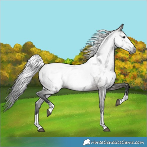 Horse Color:Gray Grullo Snowcap 