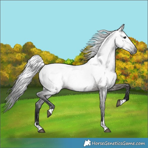 Horse Color:Gray Grullo Near Fewspot 