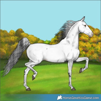 Horse Color:Black Fewspot 