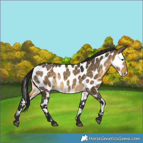 Horse Color:Buckskin Dun Appaloosa 