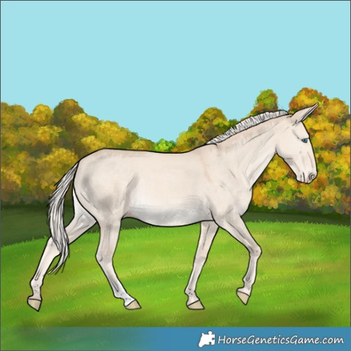 Horse Color:Cremello Dun 