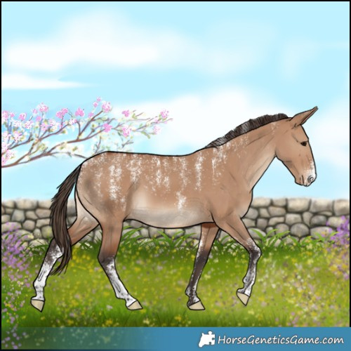 Horse Color:Powder White Bay Dun Appaloosa 
