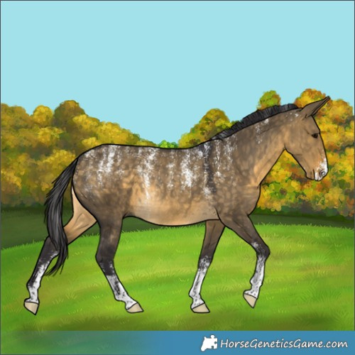 Horse Color:Powder White Buckskin Dun Rabicano 