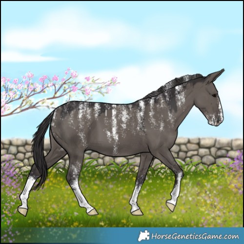 Horse Color:Powder White Smoky Grullo 
