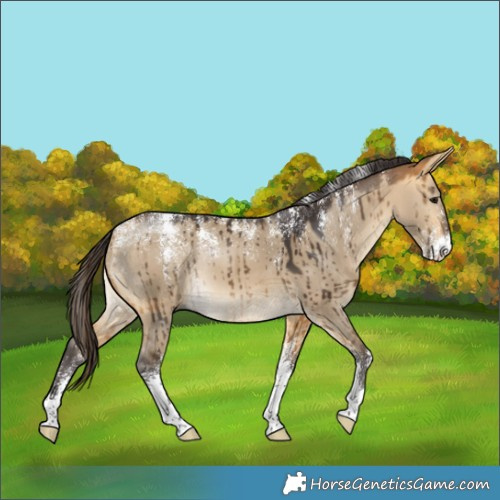 Horse Color:Powder White Buckskin Dun Rabicano Brindle 