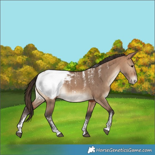 Horse Color:Powder White Bay Dun Appaloosa Brindle 