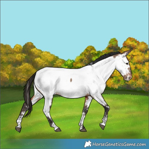 Horse Color:Powder White Brown Dun Appaloosa Rabicano 