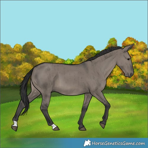 Horse Color:Grullo Brindle 
