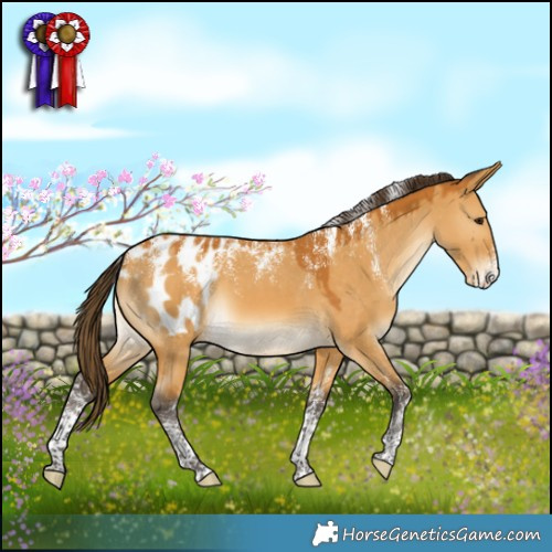 Horse Color:Powder White Buckskin Dun Appaloosa Rabicano 