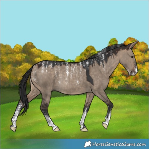 Horse Color:Powder White Bay Dun Rabicano 