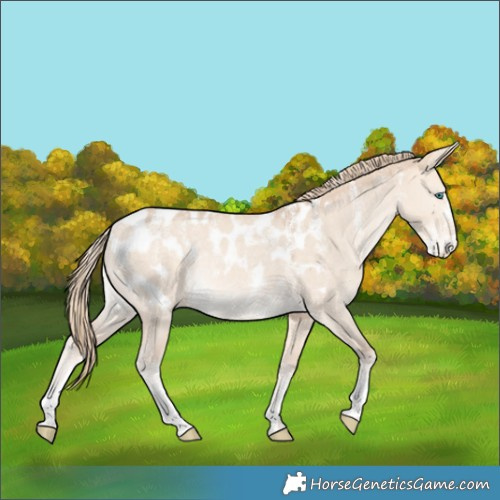 Horse Color:Powder White Perlino Dun Appaloosa Rabicano 