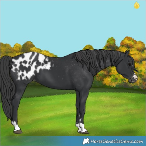 Horse Color:Black Appaloosa 