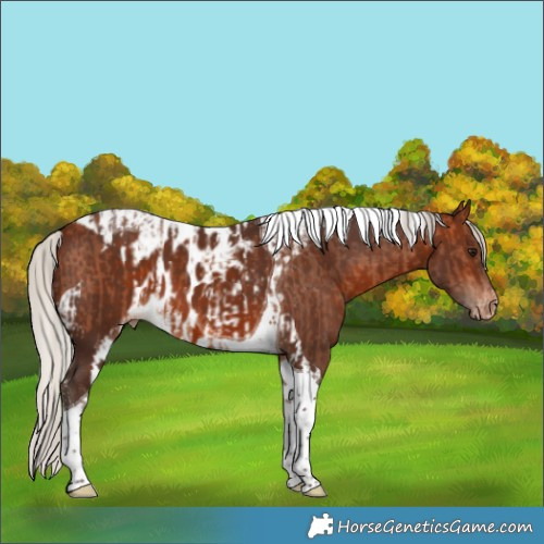Horse Color:Silver Bay Tobiano Skewed Appaloosa  and Silver Brown Tobiano Skewed Appaloosa 