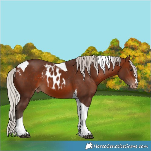 Horse Color:Silver Brown Tobiano Skewed Appaloosa 