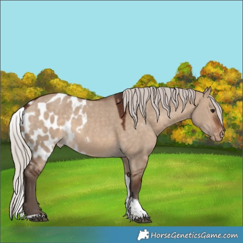 Horse Color:Silver Brown Dun Tobiano Skewed Appaloosa 