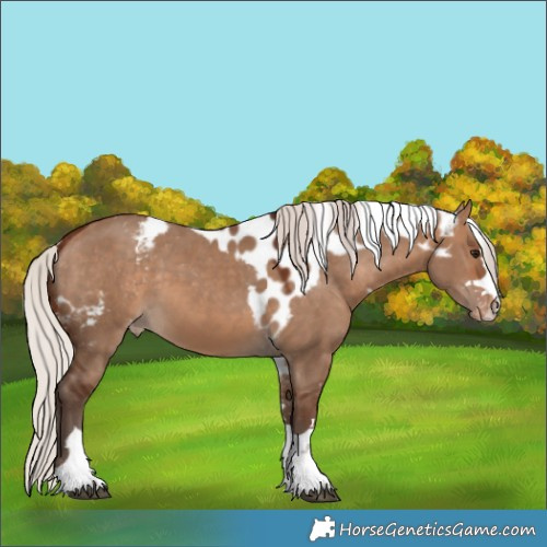 Horse Color:Silver Bay Dun Skewed Appaloosa 