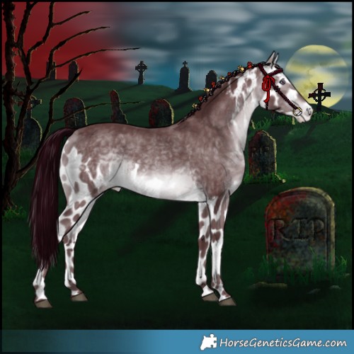 Horse Color:Chocolate Bay Chinchilla Skewed Appaloosa 