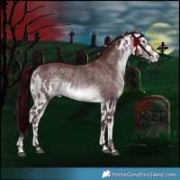 Horse Color:Chocolate Bay Chinchilla Skewed Appaloosa