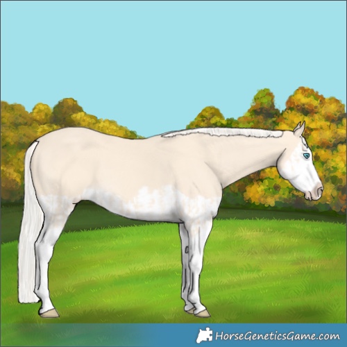 Horse Color:Cremello Splash  and Cremello Splash 