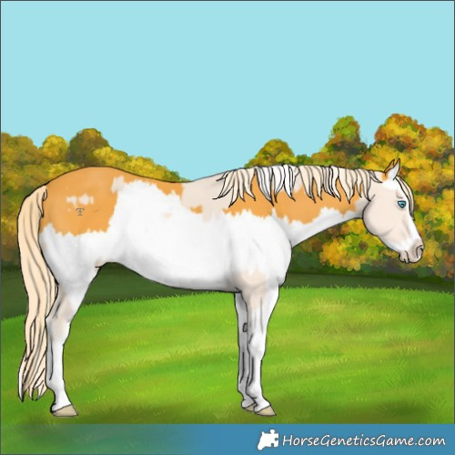 Horse Color:Cremello Splash  and Palomino Splash 