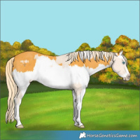 Horse Color:Cremello Splash and Palomino Splash