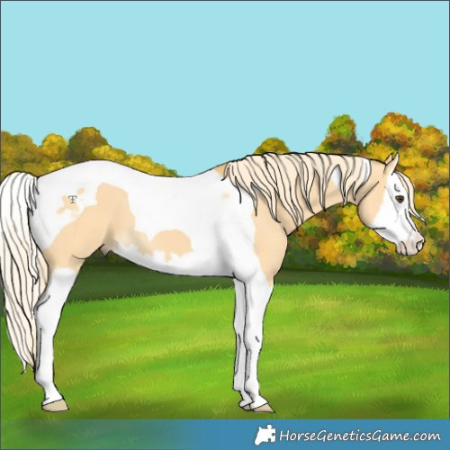Horse Color:Palomino Dun Splash Tobiano 