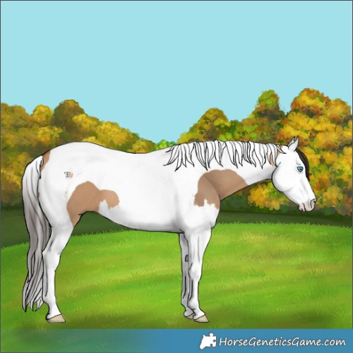 Horse Color:Bay Dun Splash Tobiano