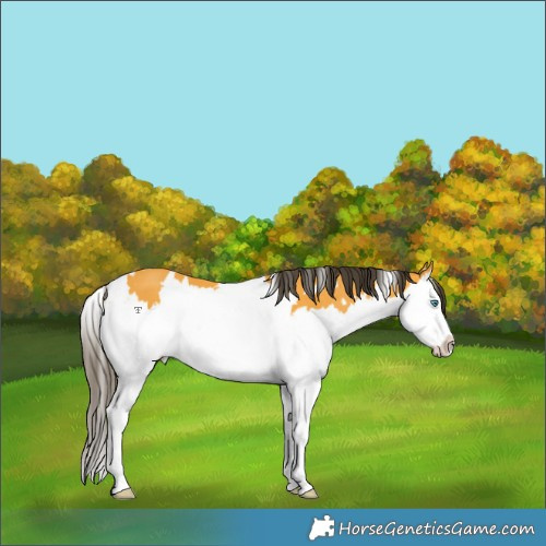 Horse Color:White Spotted Buckskin Splash 