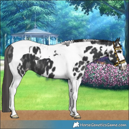 Horse Color:Black Tobiano Skewed LP Spotted 