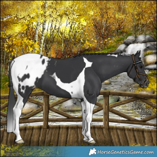 Horse Color:Black Tobiano Blanket 