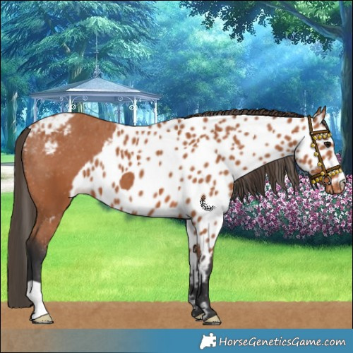 Horse Color:Bay Skewed Appaloosa 
